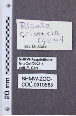 Etikette zu Blauta cribraria (NHMW-ZOO-COL-0010588)